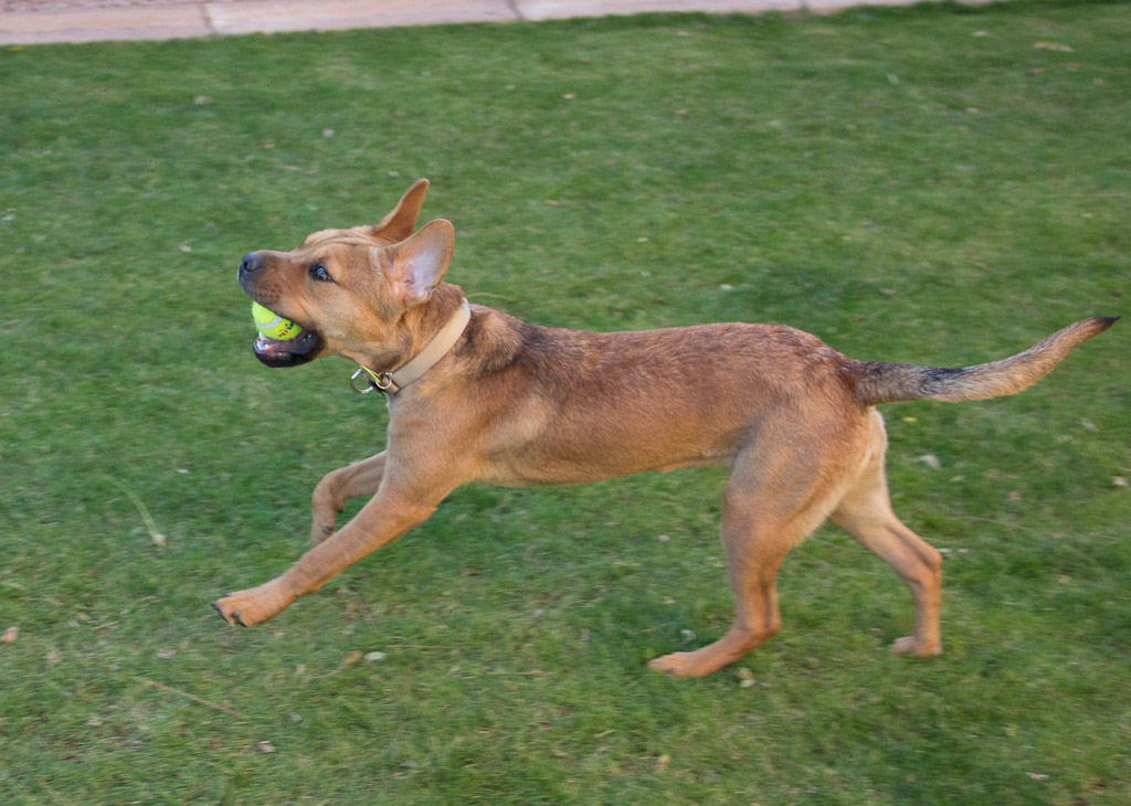 Frolicking pooch