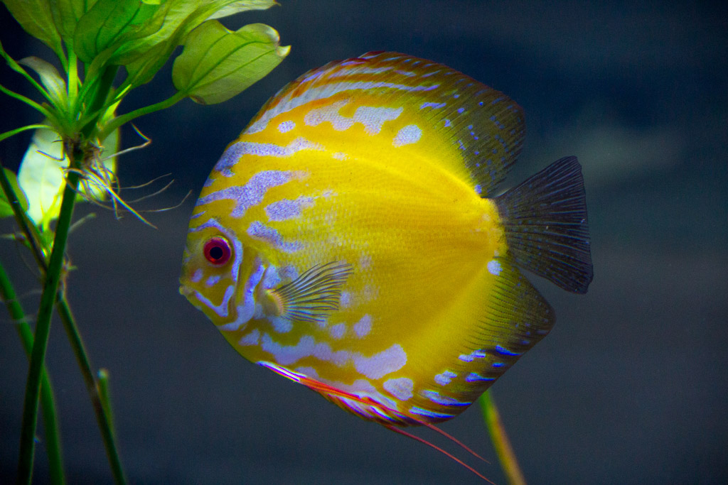 Discus Fish at Wildlife World Zoo