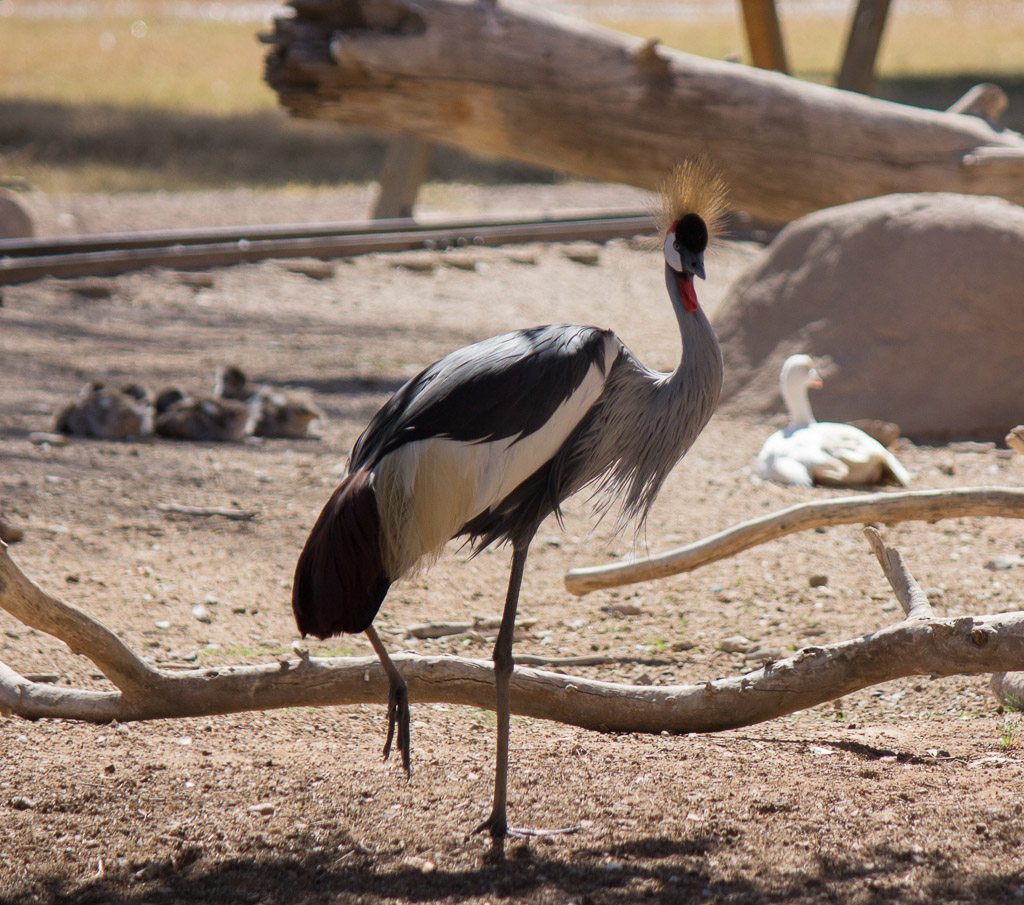 East African Crowned Crane at Wildlife World Zoo