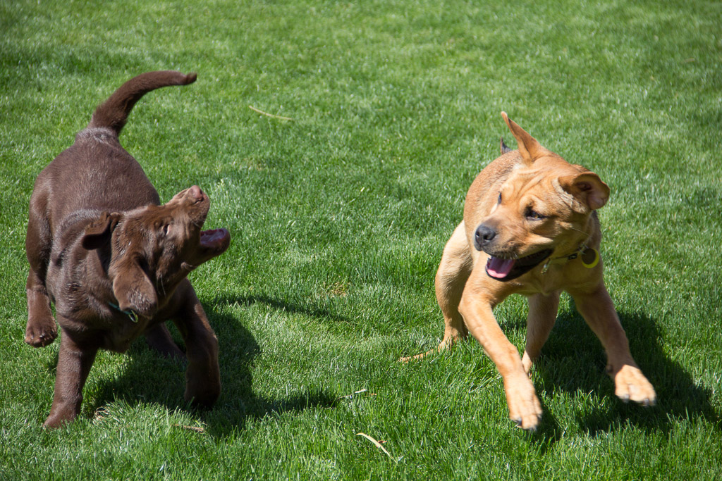 Playful Pups