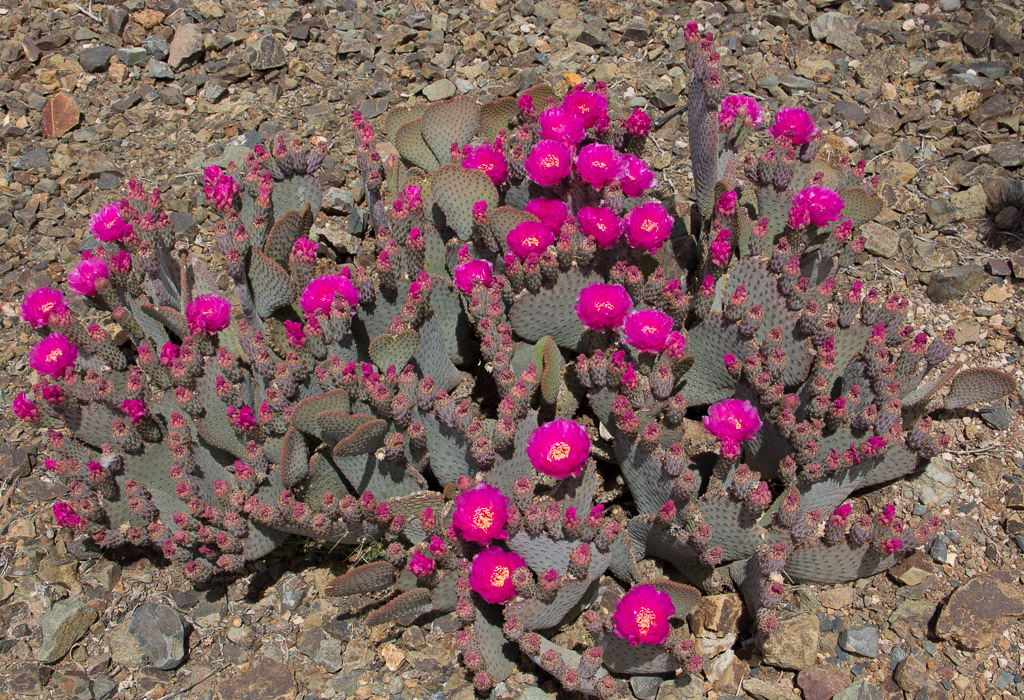 Purple Prickly Pear