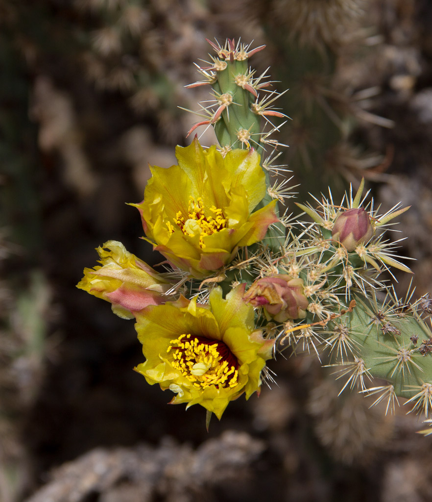 Yellow Cholla