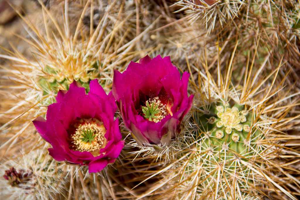 Magenta Hedgehog