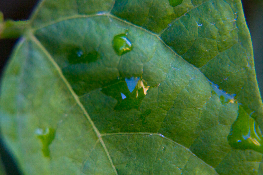 Leaf Droplets