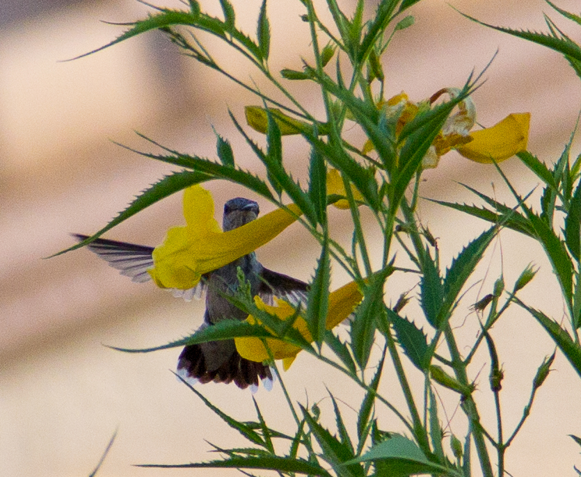 Hummingbird and Yellow Bells