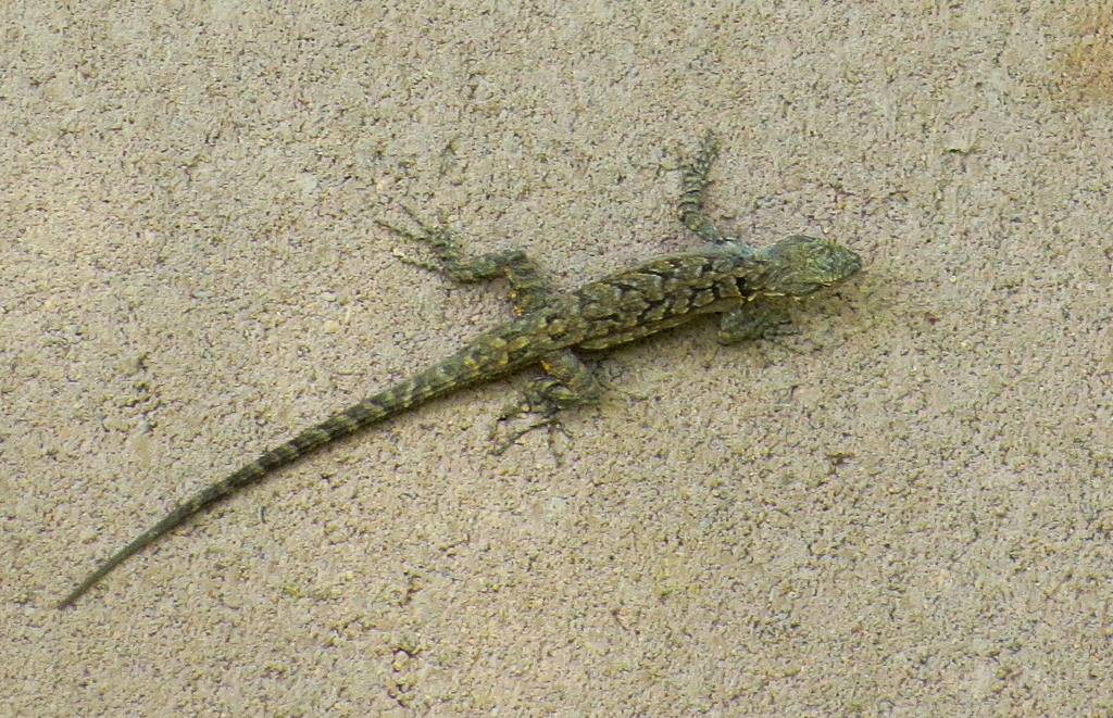 Chihuahuan Greater Earless Lizard