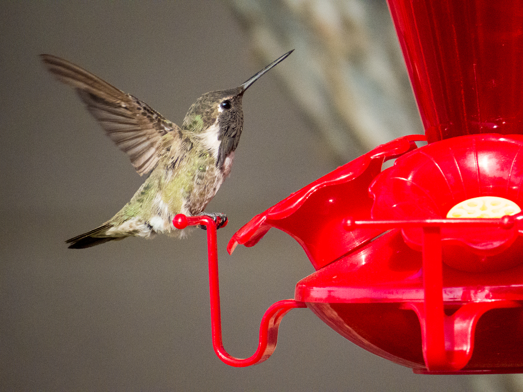 Hummingbird at the Feeder