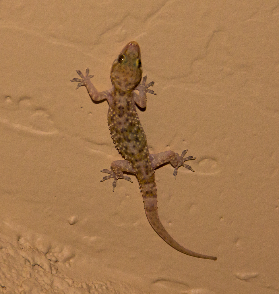 Mediterranean Gecko