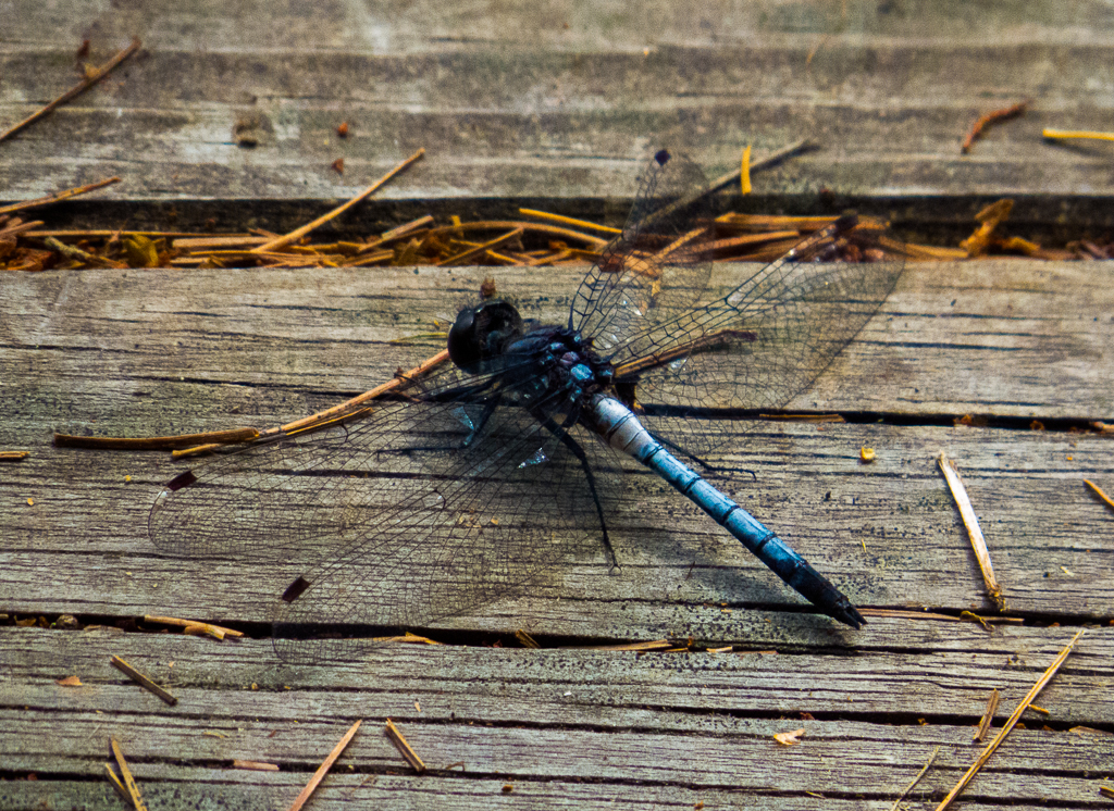 Dragonfly on Pier