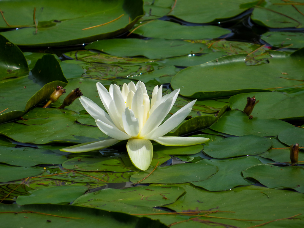 Water Lily