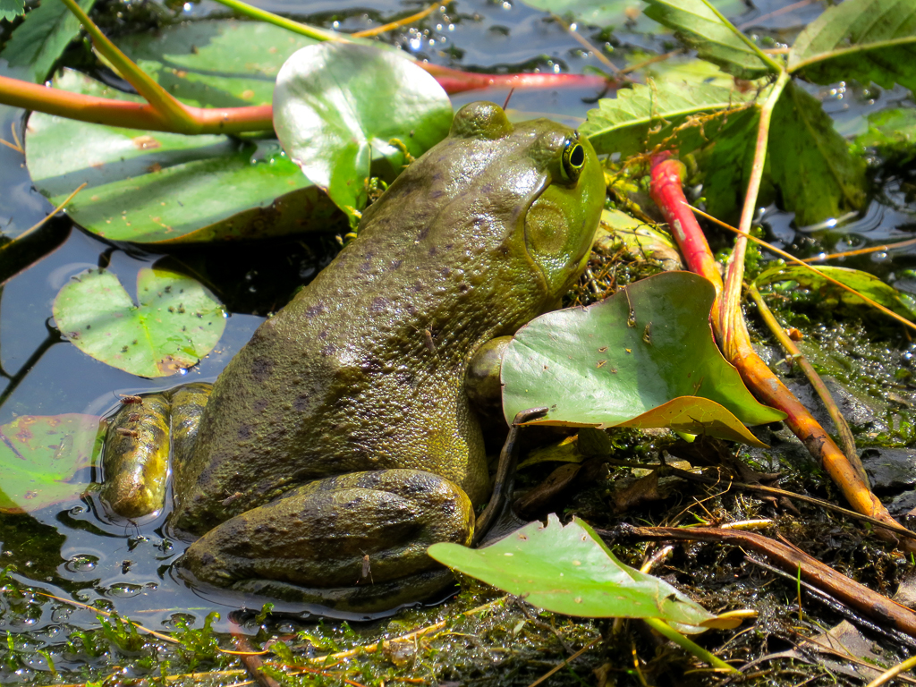 Bullfrog