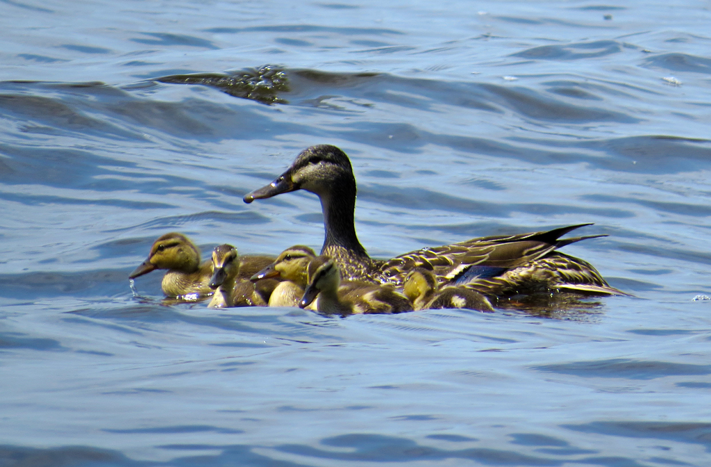 Ducks on the Lake