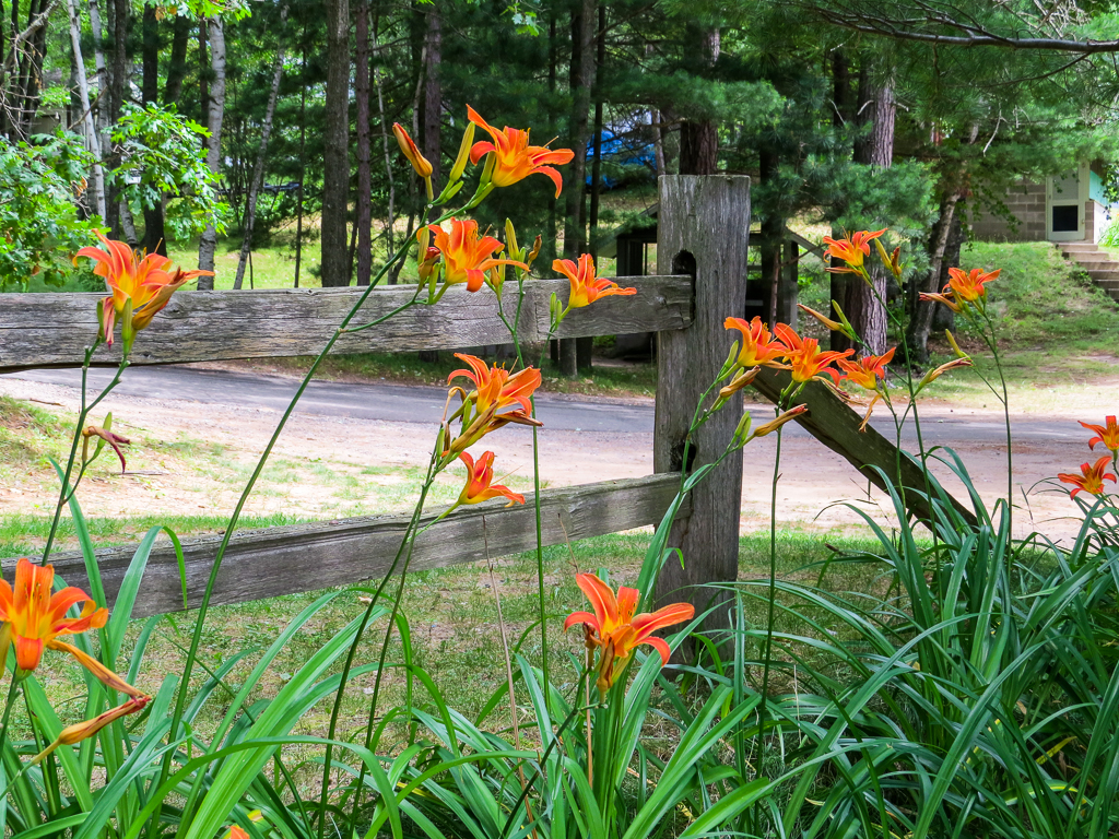 Day Lilies