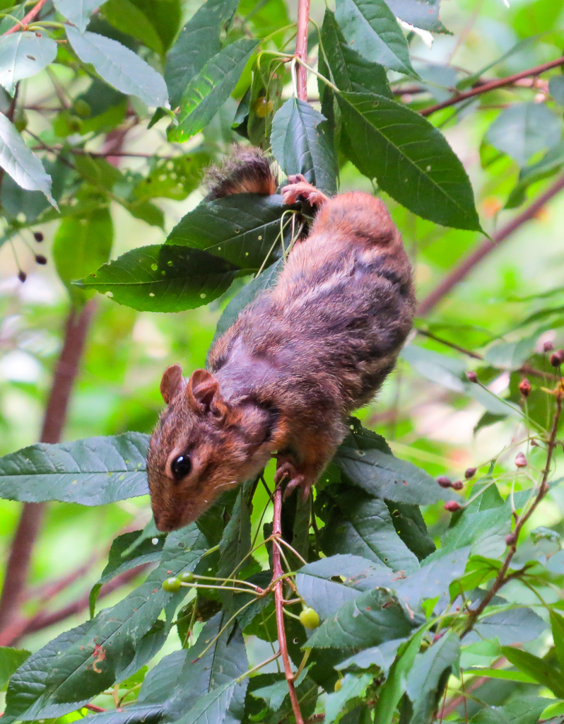 Chipmunk up a Tree