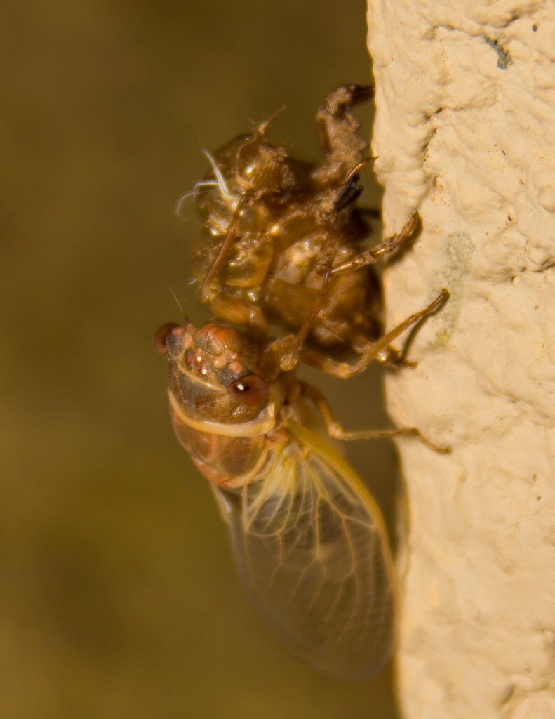 Cicada Molting