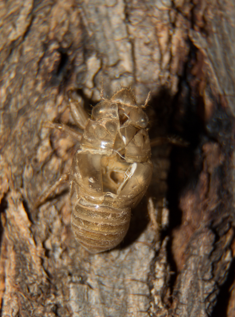 Cicada Shell