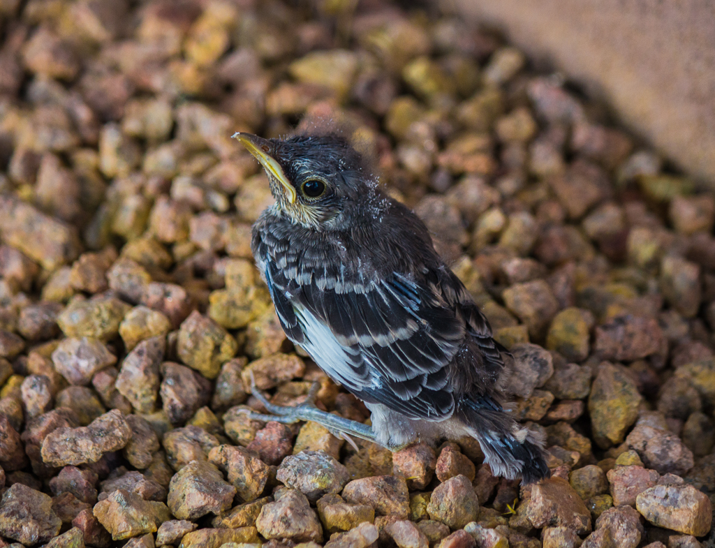 Baby Mocking Bird