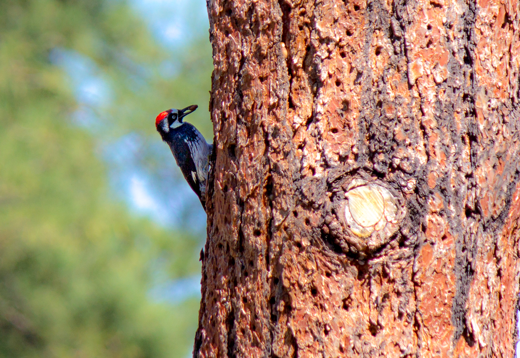 Acorn Woodpecker