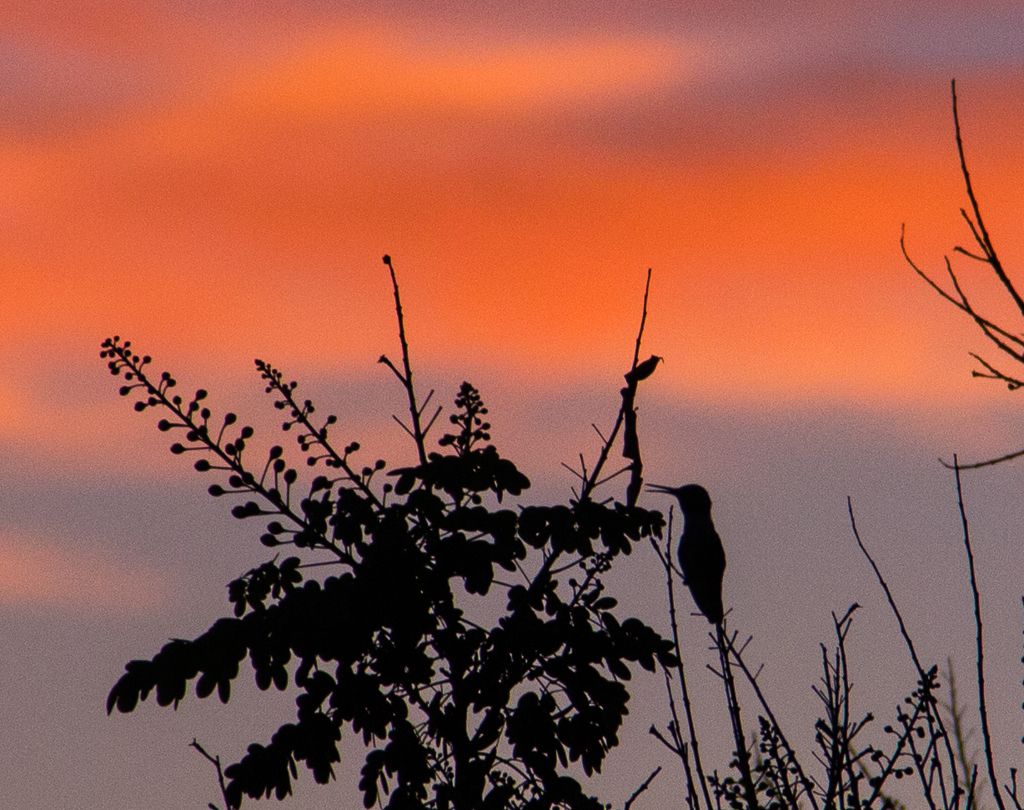 Hummingbird Silhouette