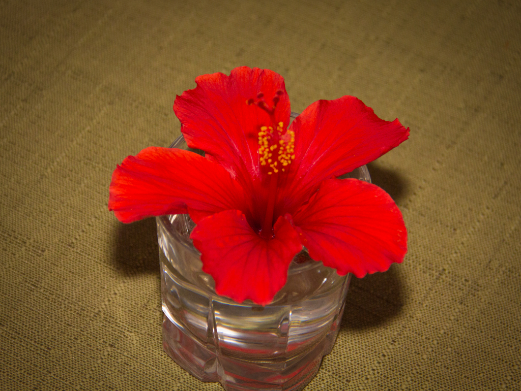 Hibiscus Blossom