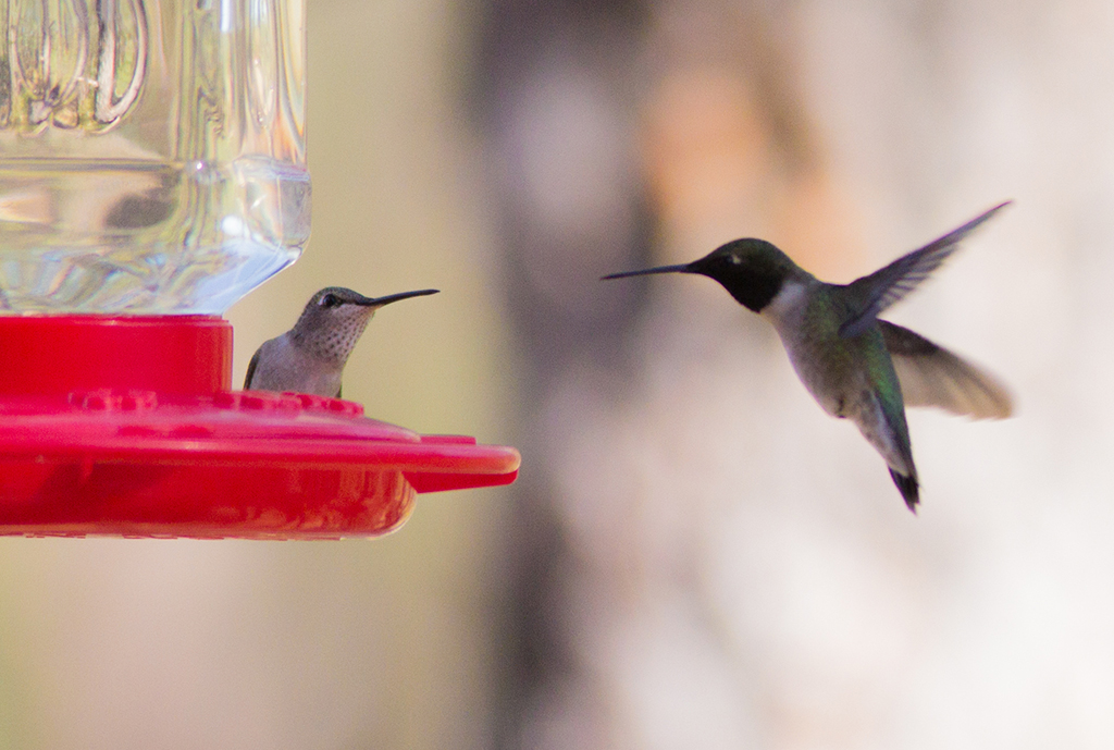 Hummingbird Couple