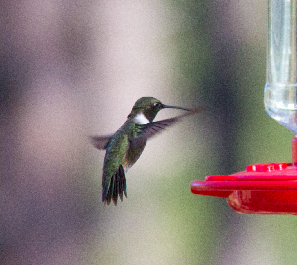 Male Hummingbird