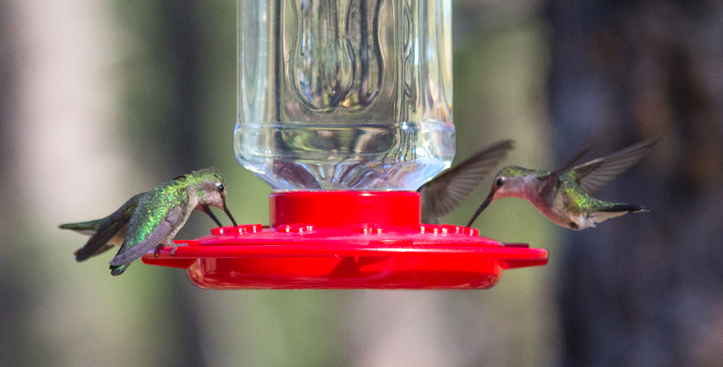 Hummingbird Happy Hour