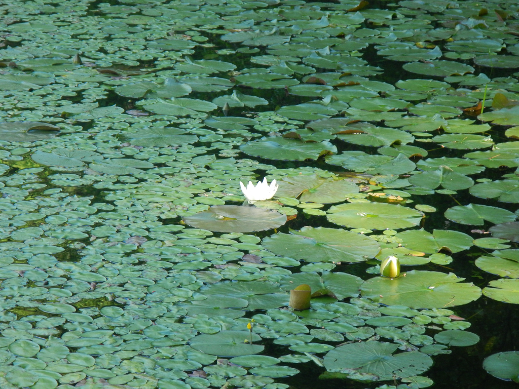 Lilly Pads