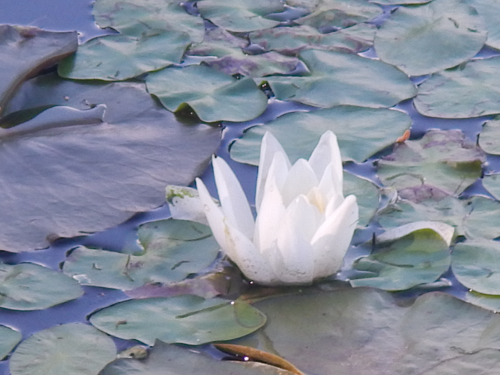 Water Lilly