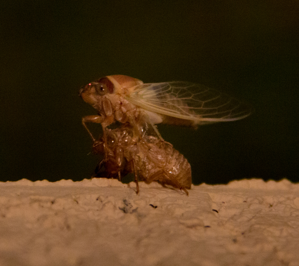 Molting Cicada